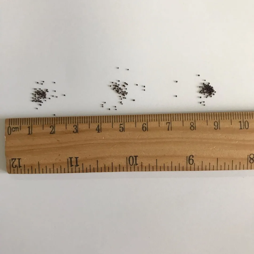 
S021 hu jiao bo he High quality peppermint seed for planting 