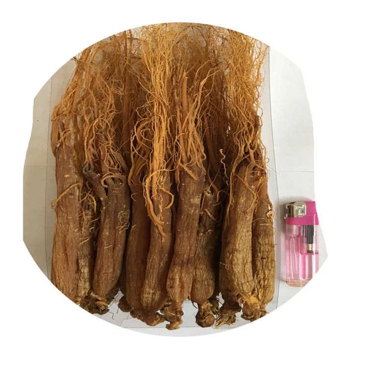 Top quality whole Red Ginseng rubra radix	Ginsengwurzel rot Radix purpur with competitive price