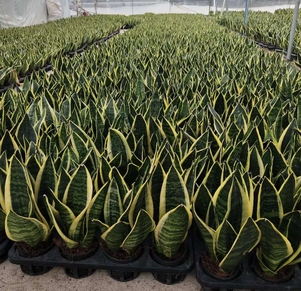 
Sansevieria trifasciata Prain var. laurentii 