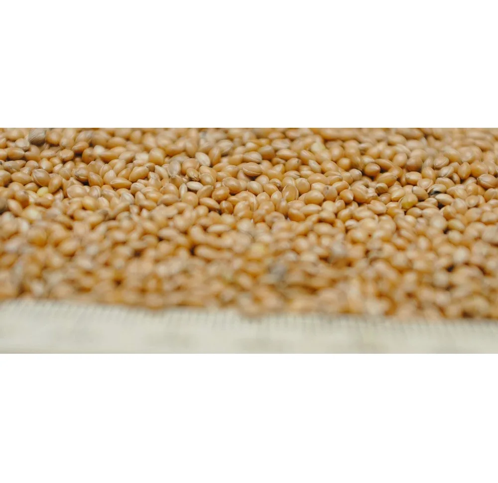 
High Quality Hot Seller Ukraine malted yellow millet for sale 