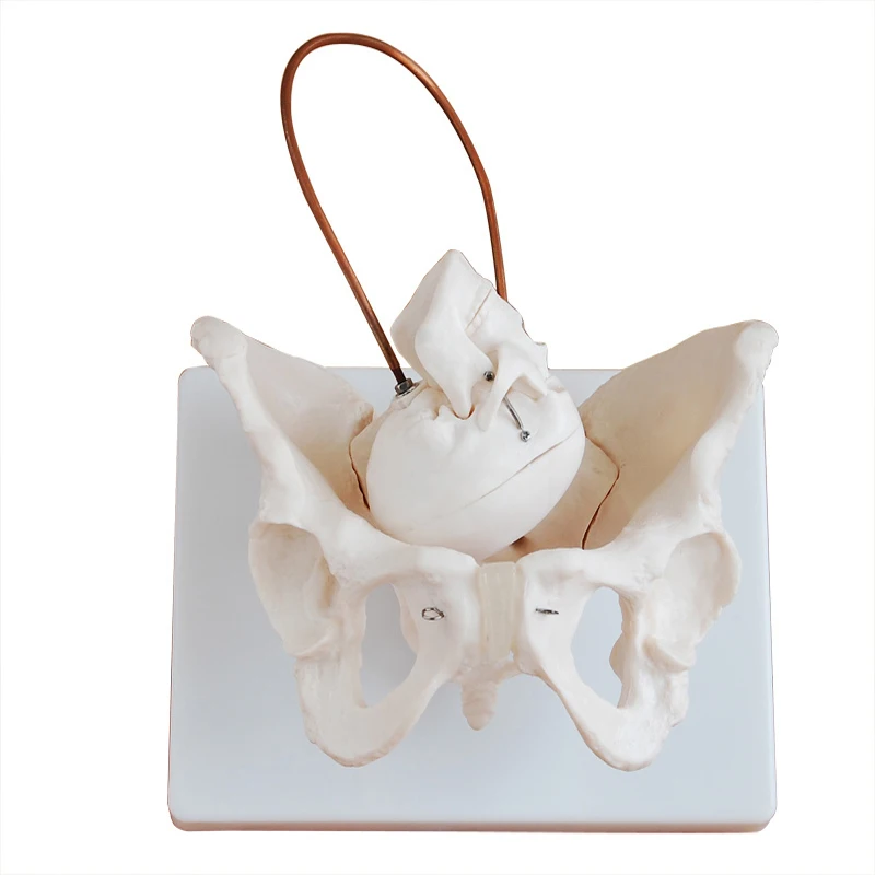 Medical Anatomy Human Skeleton Female Pelvis Model With Infant Skull For Midwifery Training