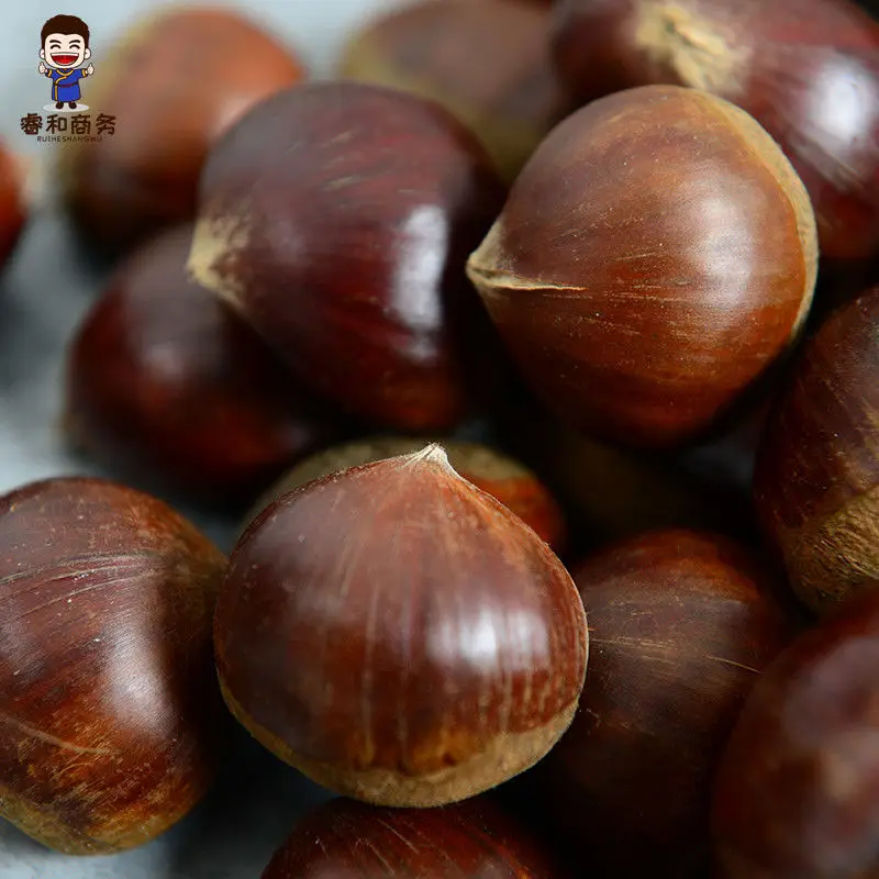 Chestnut and nuts for export and first hight quality chestnut from China
