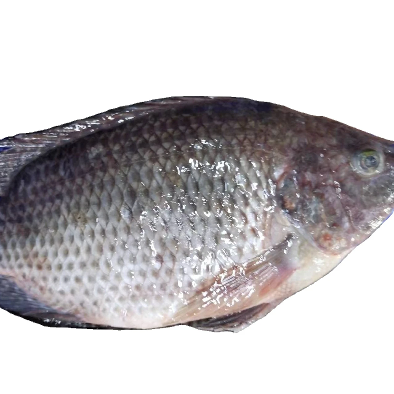 Frozen Fresh Black Tilapia Fish Whole Round For Sale 300-500G AND 800G up Tilapia