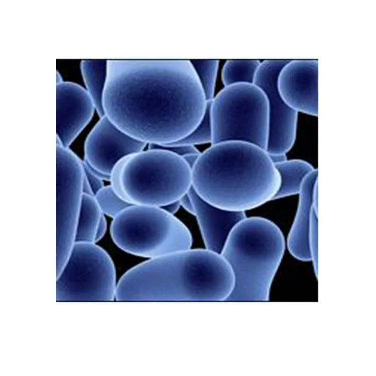 
Hot Selling USP OEM HACCP Certified Bifidobacterium bifidum Probiotic 500 billion products 