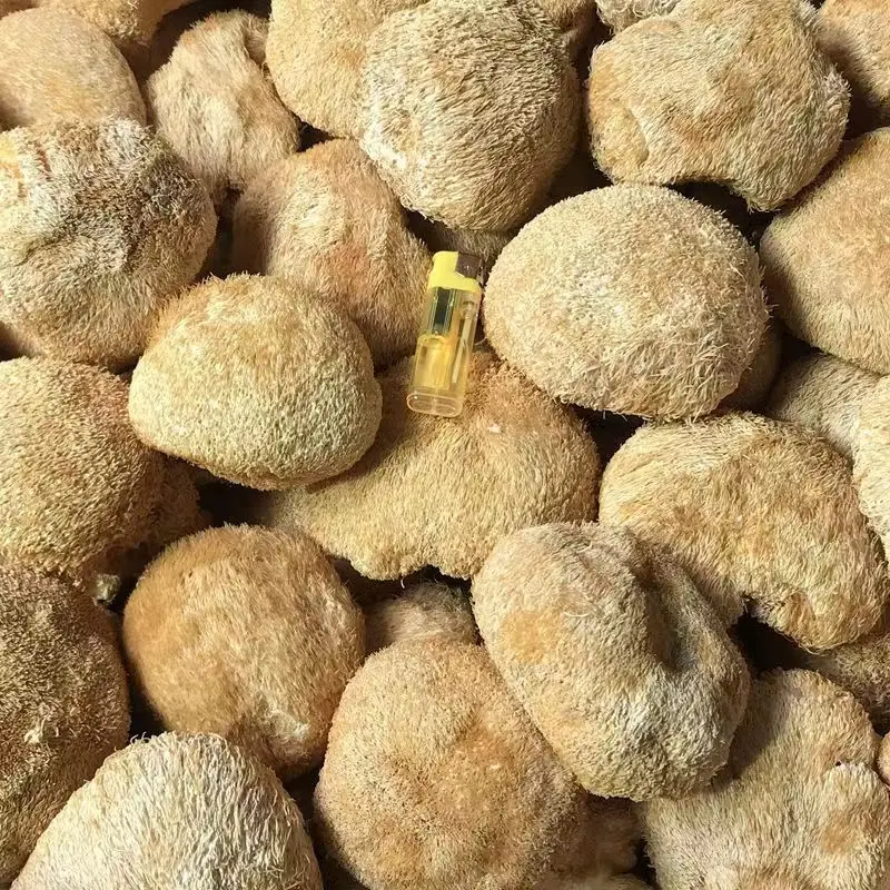 Здоровье мозга Львы грива Грибная добавка грибы для