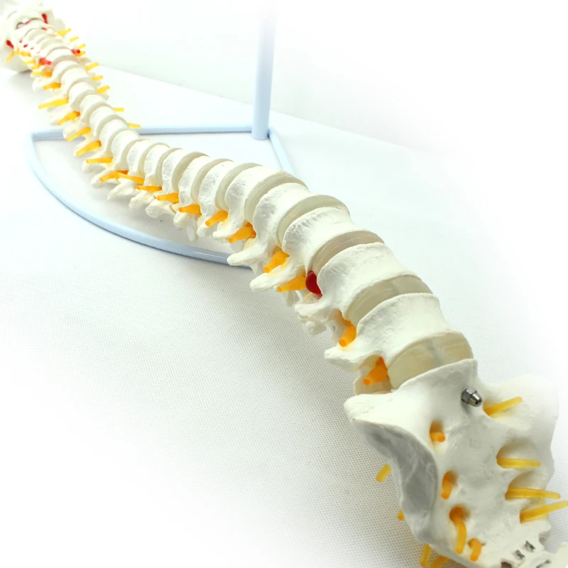 High Quality China Medical Female Pelvis Skeleton Teaching Model China Anatomical Teaching Skeleton Model