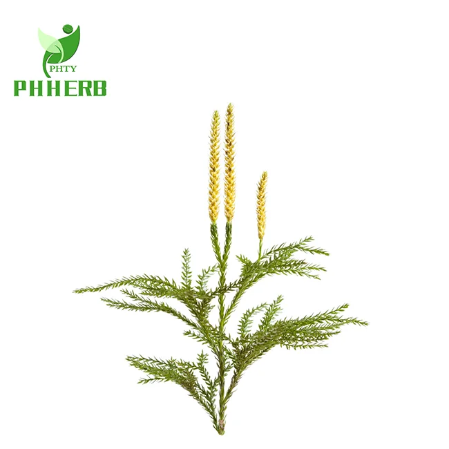 
Factory supply light heavy lycopodium spore powder common club moss dragon breath powder 