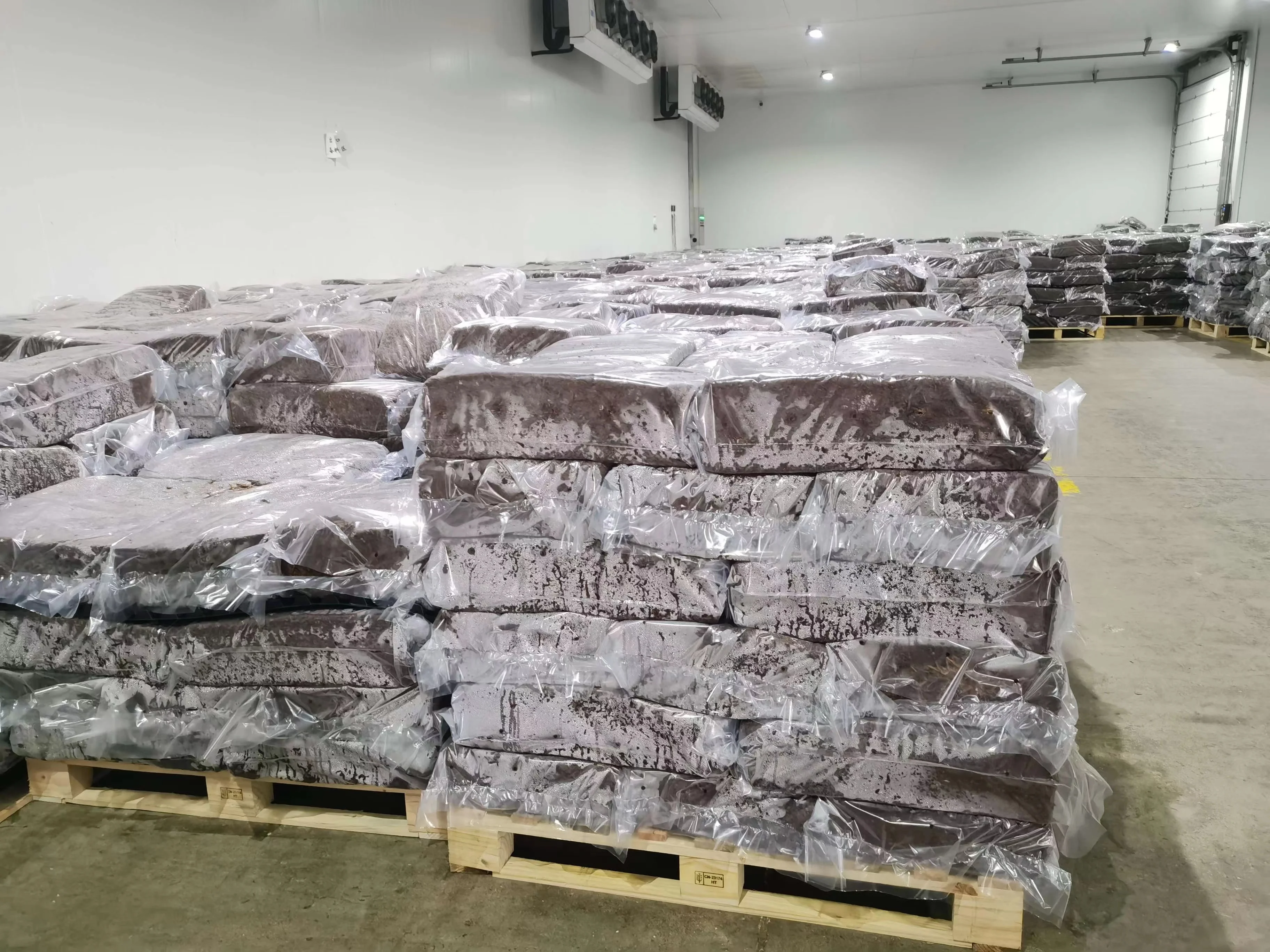 China DETAN white button mushroom spawn with Dutch triple fermentation technique mushroom farm