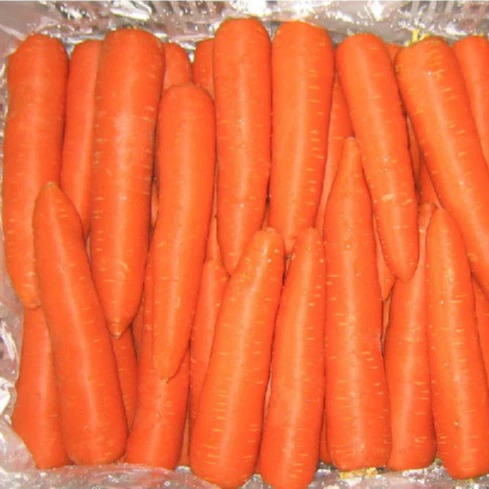 New Crop S M L 3L  Top Grade Low Price Fresh Carrots