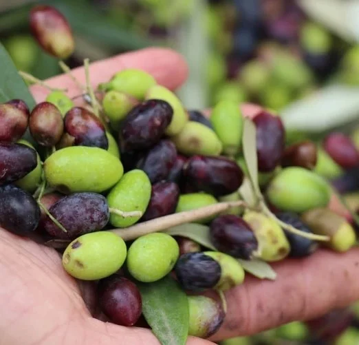 Greece Olive Color Sorter Machine Olive Seed Color Sorter Intelligent CCD Optical with Remote Assistance and CE Certification