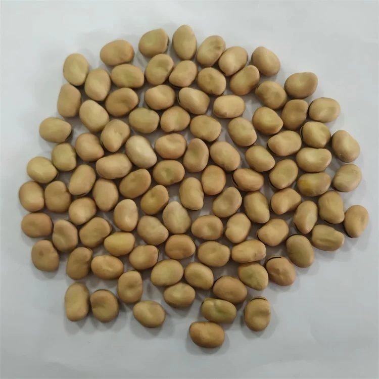 
High Quality Broad Bean Dried Fava Bean For Sale 