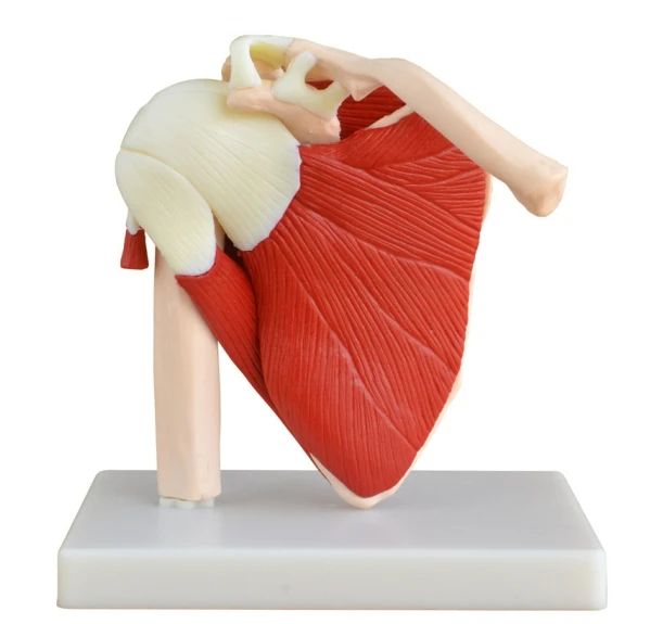 Medical Science Life-Size Muscled Shoulder Joint Model Plastic Skeleton for Training Purpose