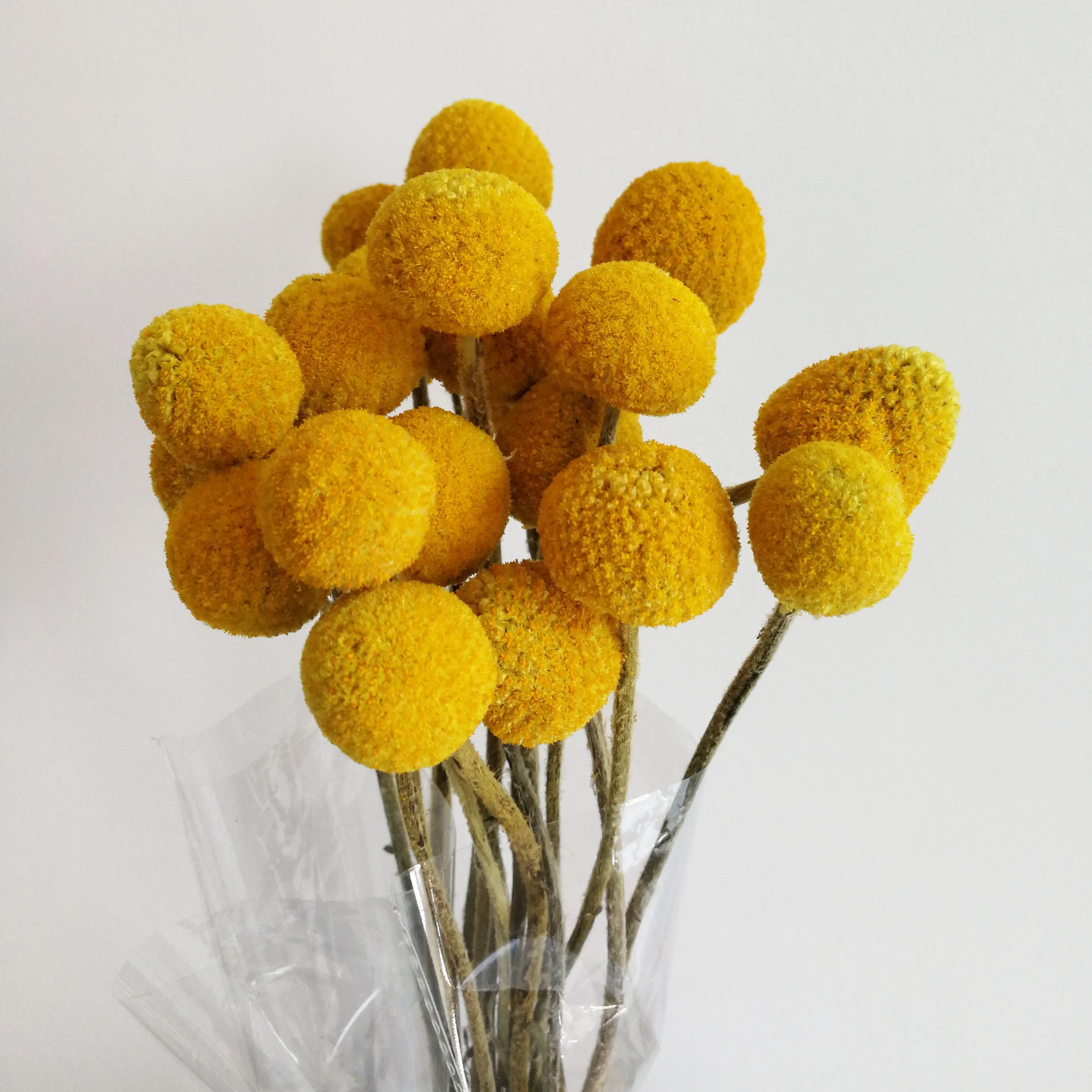 Natural Caspedia flower dry golden billy ball bunch for decorative flower