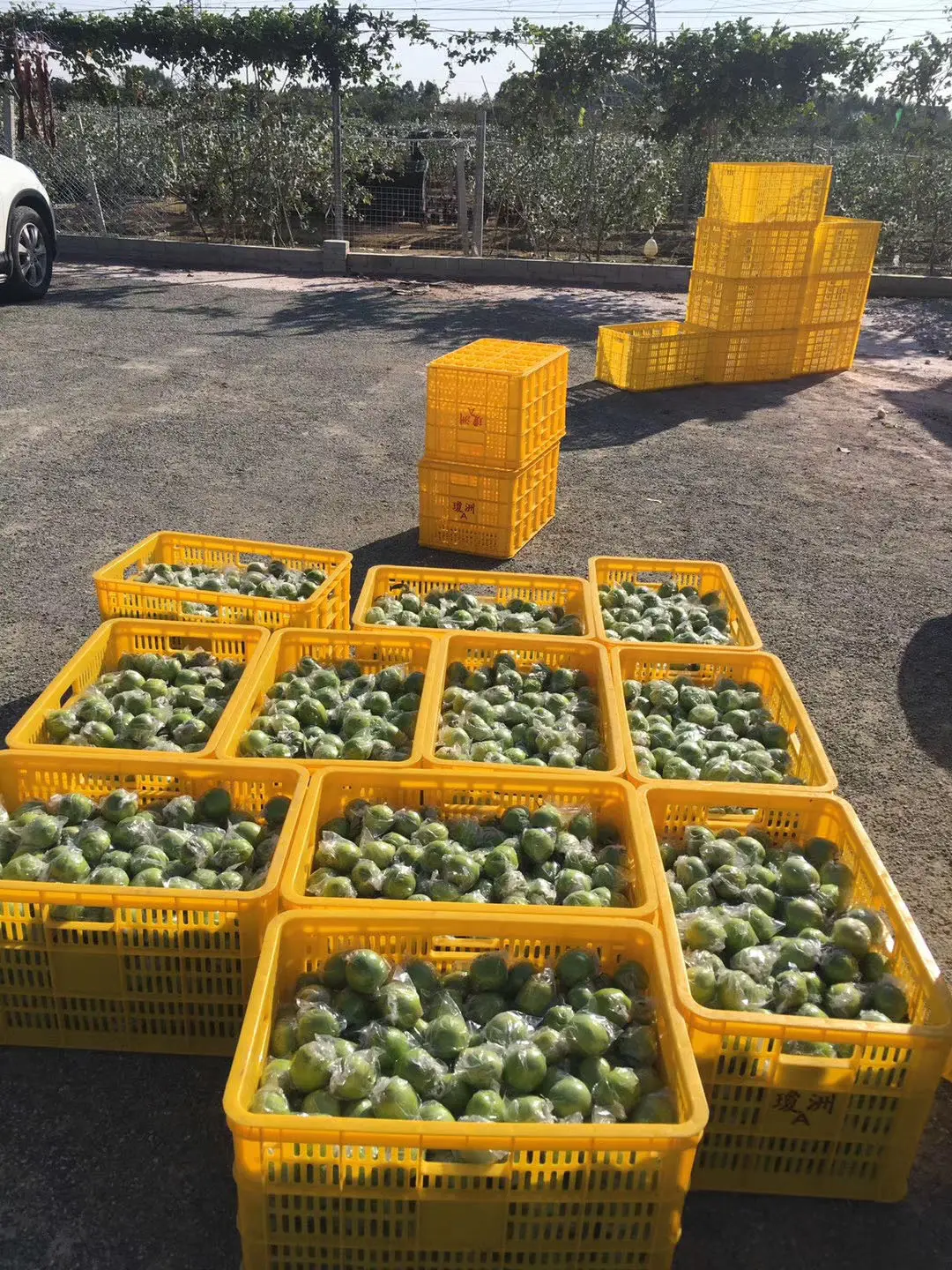 Economic manufacturing wholesale price used Egg fruit vegetable Storage HDPE Strong shipping Transport Basket Plastic Crates