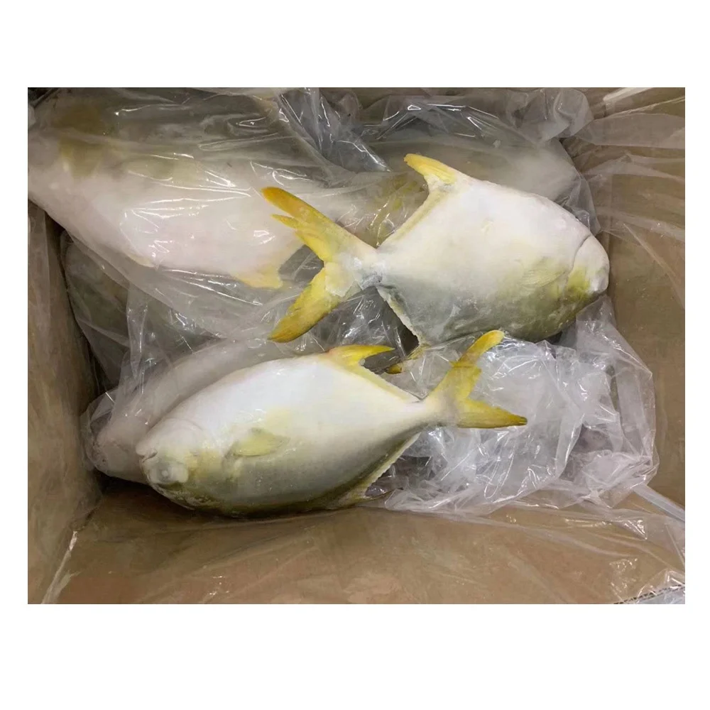 Frozen whole fish of golden pompano iqf frozen golden pompano fish
