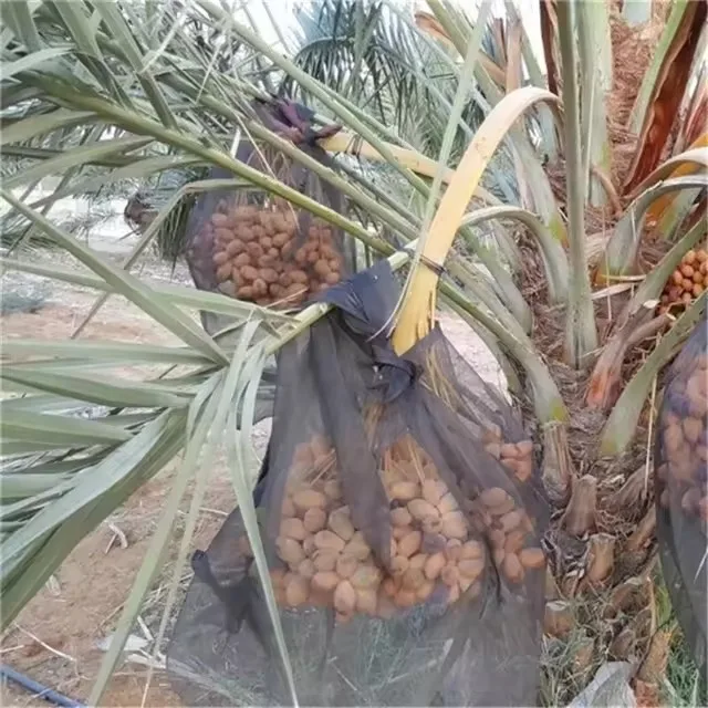 Factory crazy price BLACK/WHITE color date palm mesh bag used for date palm tree protect