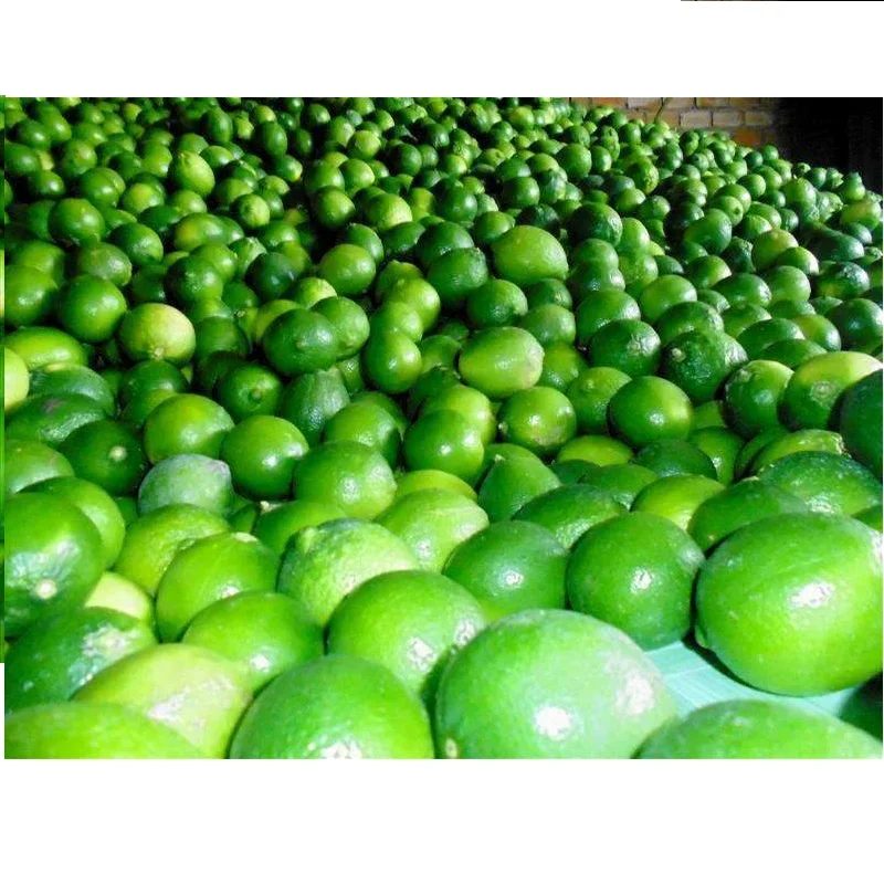 Rich Quality Wholesale Fresh Green Lemons at Bulk Price - Whatsap Linda 0084 989 322 607