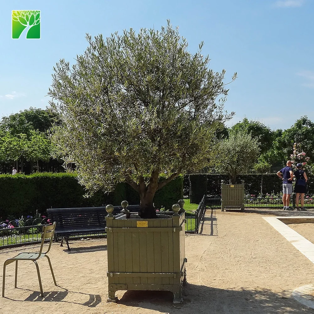 
Hot sale 5 flowering period arbor tree garden plant Olea europaea The olive tree 