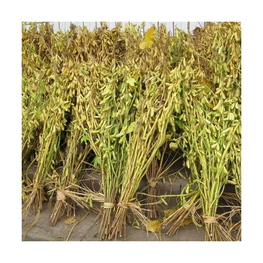 
Best Price Superior Quality Cheap Wholesale Soybeans Organic Yellow Soybeans 