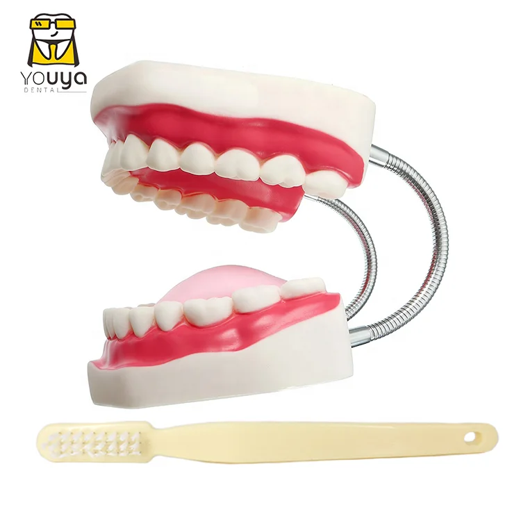 Medical Dental Care 6 Times Normal Teeth Brushing Model For Teaching