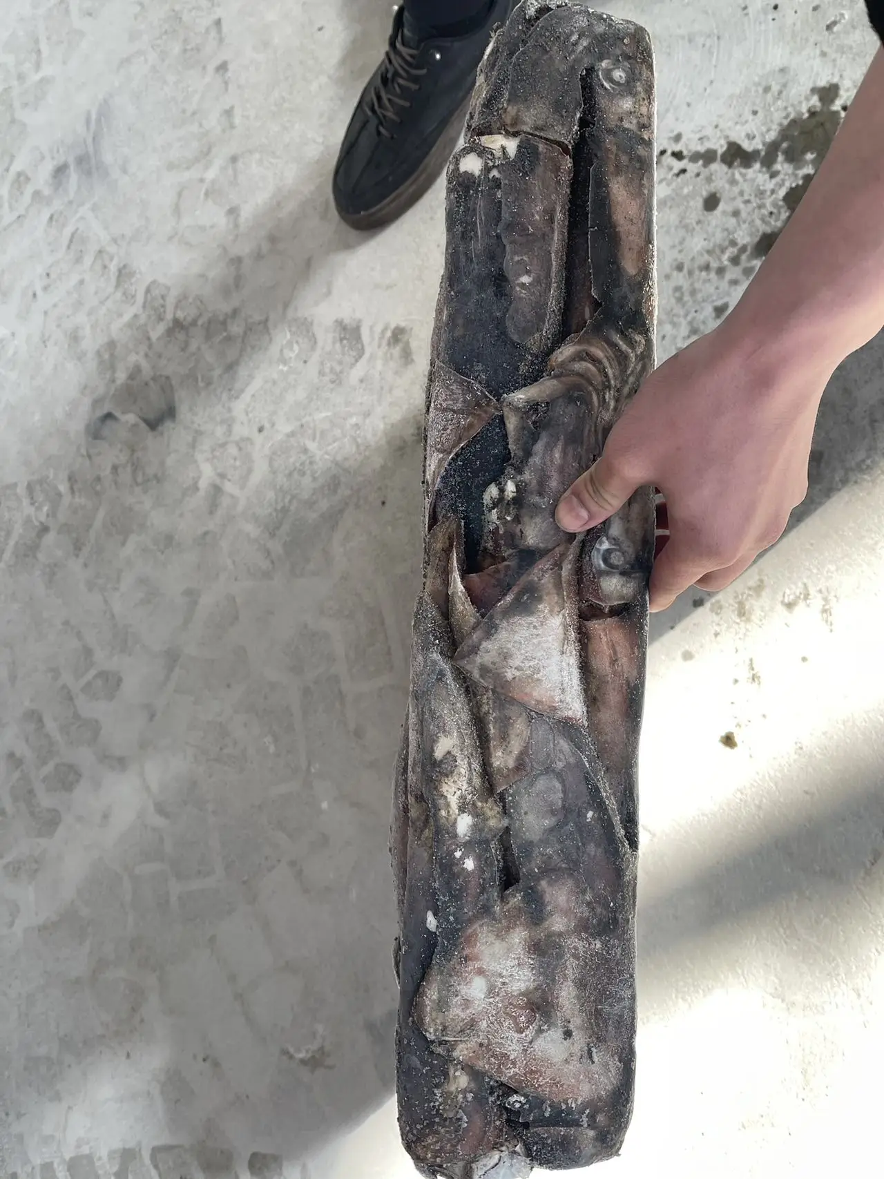 Good Quality Dosidicus Gigas Sea Frozen Giant  Whole Peru Squid