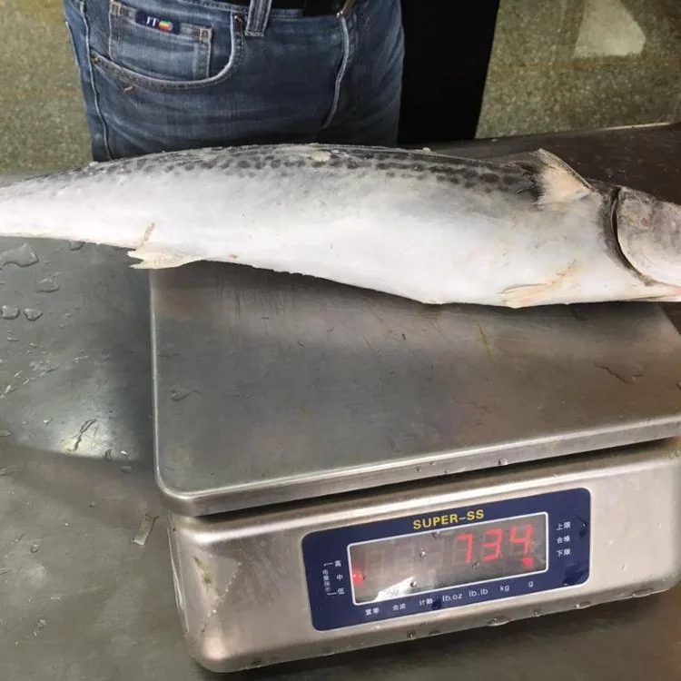 Frozen Spotted Spanish Mackerel Good Sale