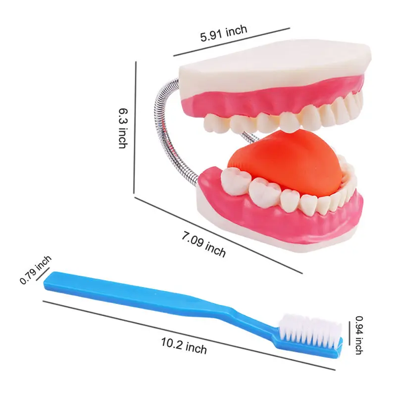 dental orthodontics doctor toys medic model dental model toys educational