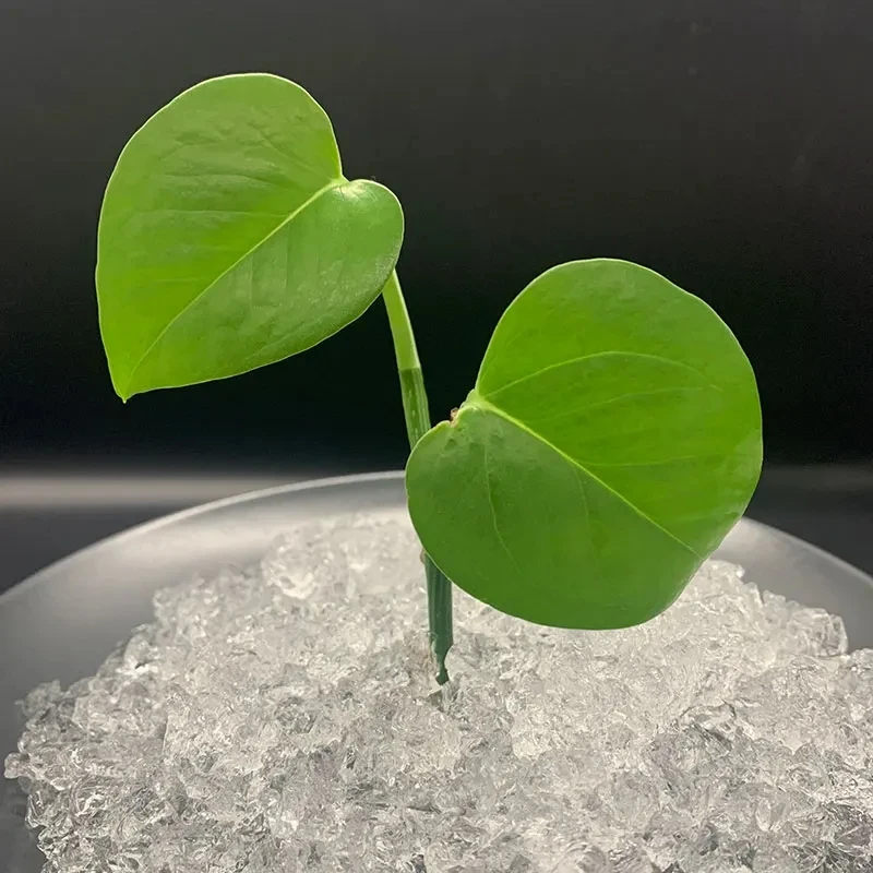 Water Absorbing Crystals Super Absorbent Polymer/Potassium Polyacrylate Sap for Crops