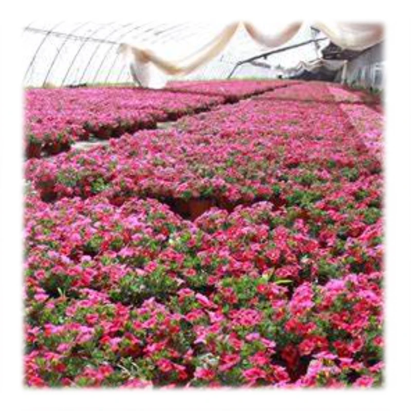 Competitive Price UV Treated Etfe Film Greenhouse By Rolls