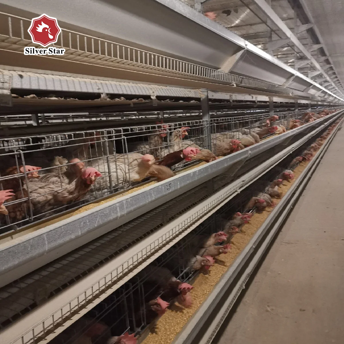 Low Carbon Steel Wire Layer Quail Battery Chicken Cages With Auto Water System