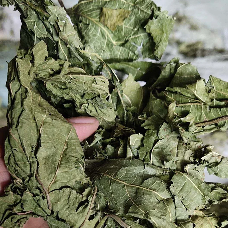 New arrival herb Mulberry Leaf Mori Folium Morus alba L. Sang Ye  White mulberry leaf powder
