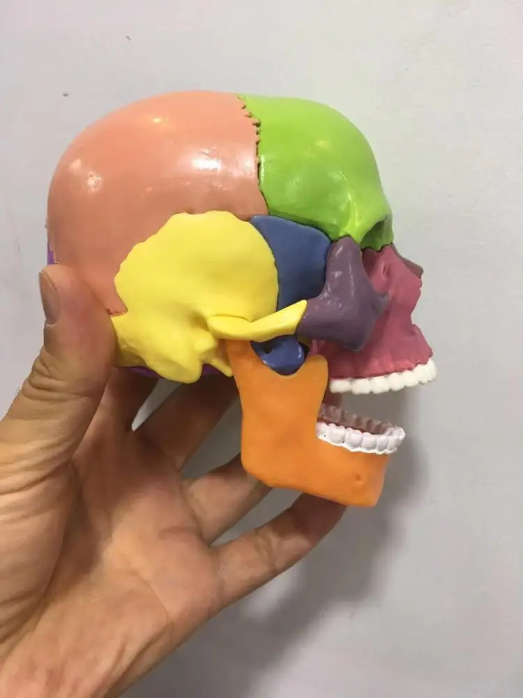 well designed anatomical medical science skull model colorful mini colorful skull model  15parts