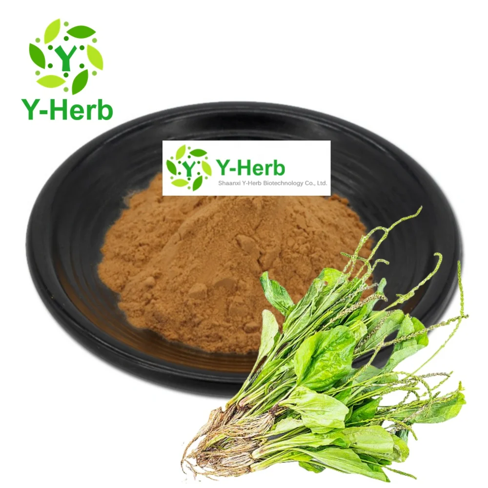 Dried Plantago Lanceolata Extract Powder 10:1 Plantago Lanceolata Leaf Extract