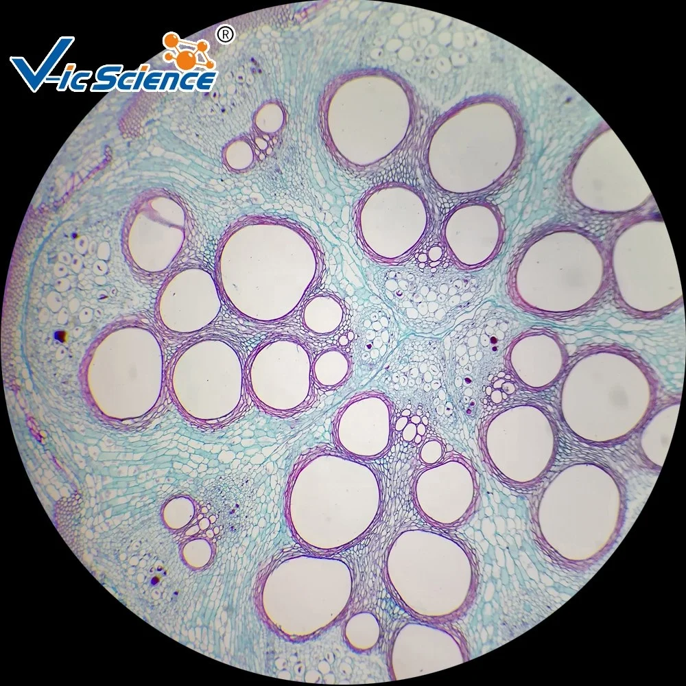 Microscope Prepared Slides 25 Piece Biological Microscope Lab Educational Glass Slides Set Biology Slides