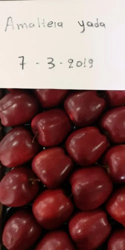 
Whole Sale fresh red chief fresh apples red apples apples greek fruits 