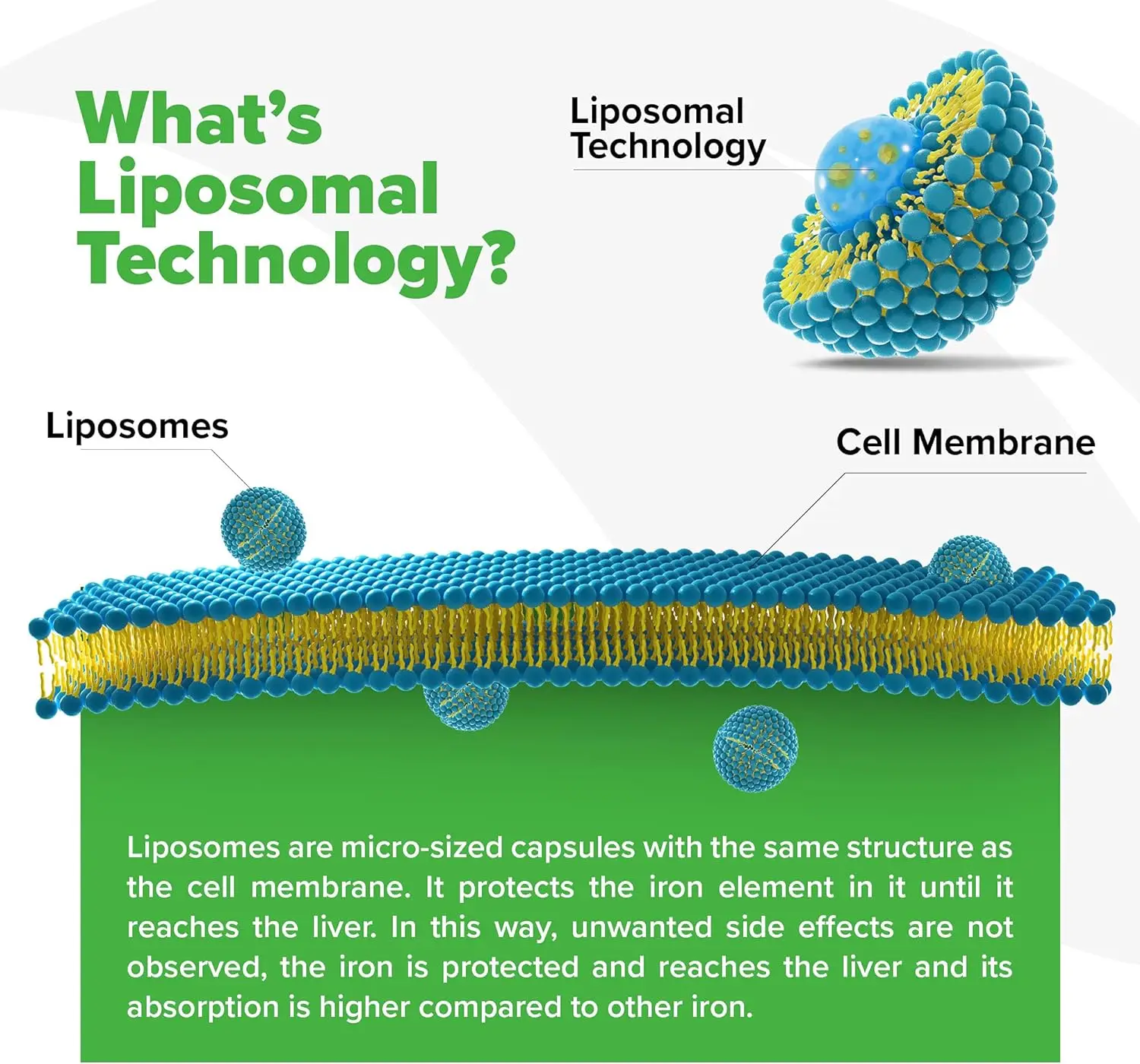 Liposomal Iron capsule Iron + Folic Capsules Improves Tissue Growth and Boost Immunity Available at Wholesale Price