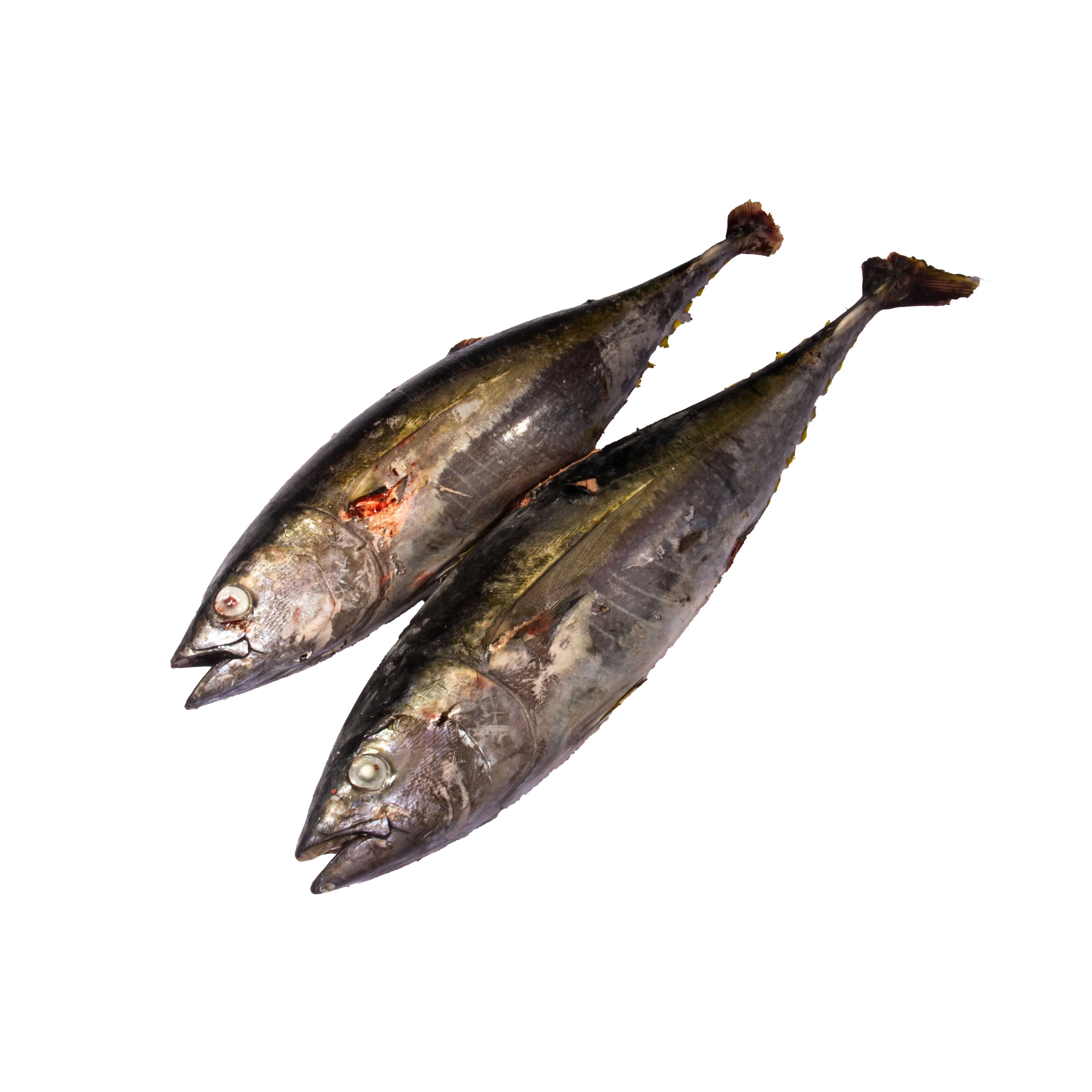 Fengsheng Frozen Seafoods Raw Material Yellowfin Tuna Purse Seine