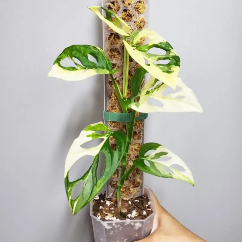 coco coir totem plants monstera garden small extension indoor climbing plant support stick hanging outdoor  pole moss poles