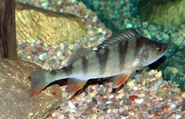 Brewers Yeast cell wall price for feed fish shrimp probiotics nutritional yeast Saccharomyces cerevisiae