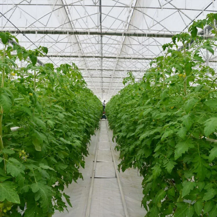 Galvanized steel Frame Single span PE Film greenhouse for Agriculture Low cost Tunnel fruits plant