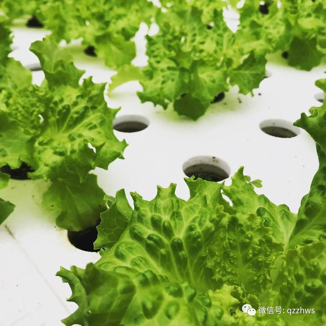 NFT DFT DWC greenhouse Hydroponics