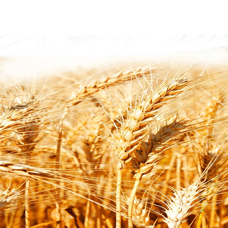 
100% Organic Long Wheat Grain at Lowest Market Prices 