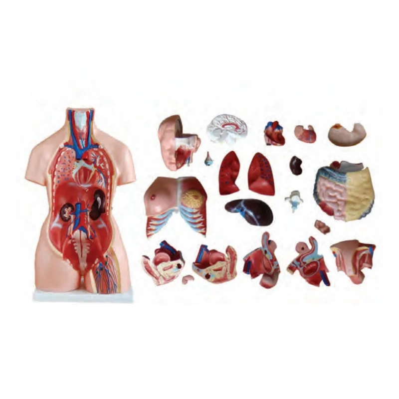 Medical Anatomical Model Torso Series 85CM Unisex Torso 23 Parts Half Detachable Torso Model