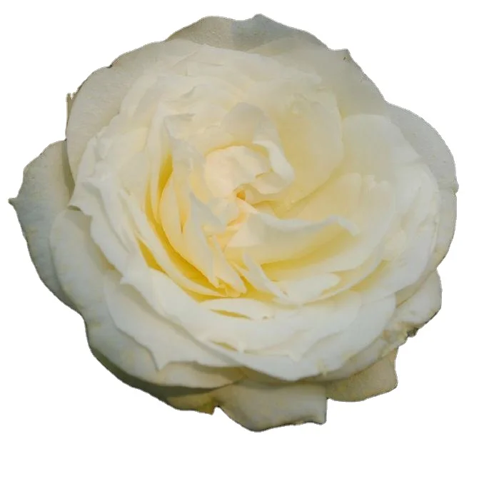 High quality silica gel for flower drying