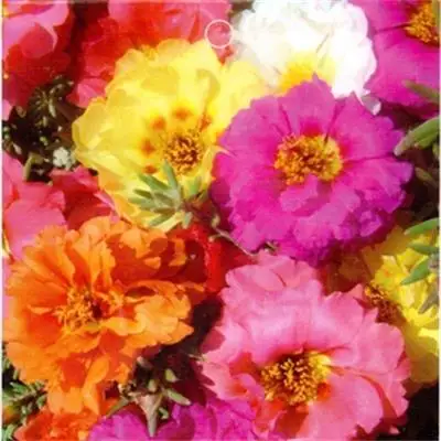 
Perennial beautiful garden pink white red flowers sun flower plant seedling 