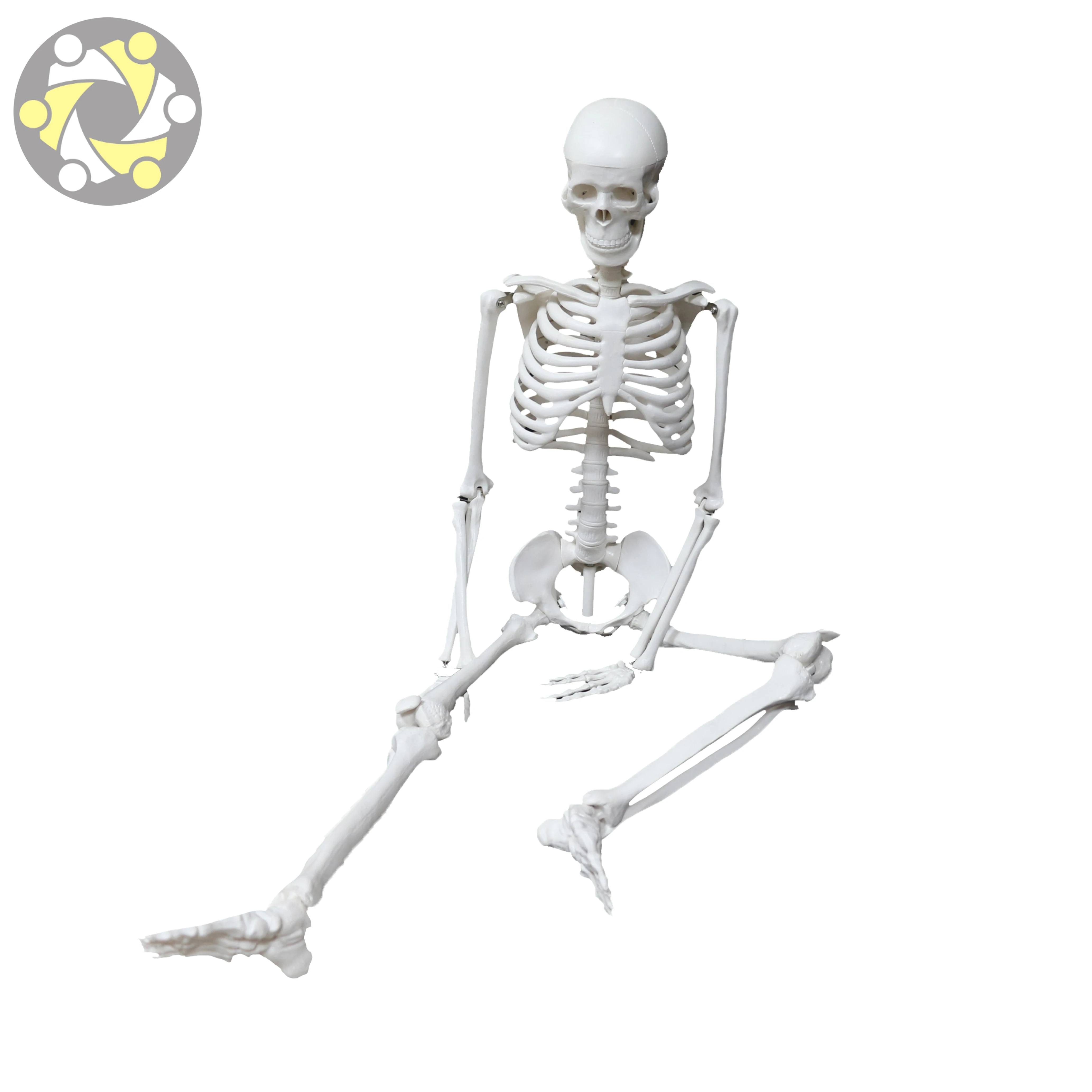 Medical Science 85CM Plastic Flexible Skeleton Human Anatomy Model