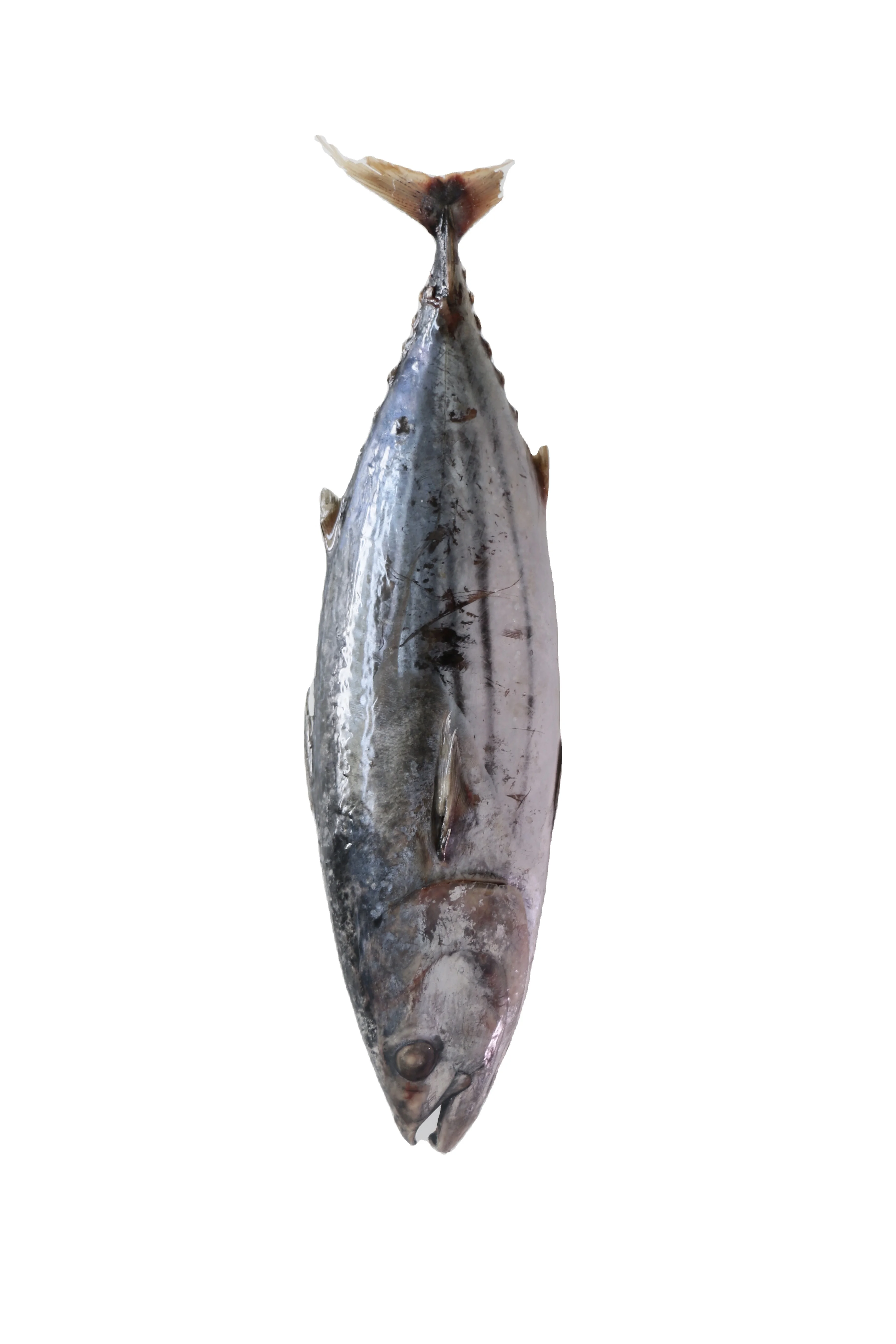 Wholesale good quality Fresh frozen frozen skip jack fish skipjack tuna for sale