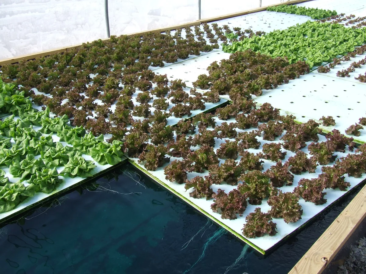 DWC Deep Water Culture Growing Hydroponics Systems Hydroponic Fodder Growing Systems