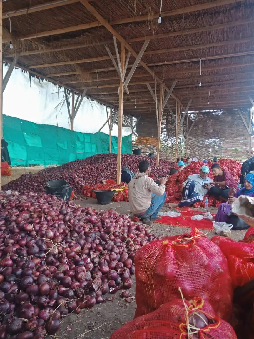 Египетский свежий овощ, свежий лук, оптовый продавец овощей на экспорт