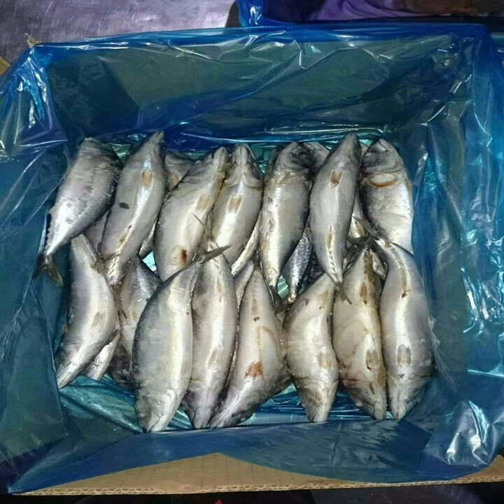 wholesale big size seafood fish 200-250g frozen pacific mackerel raw material block in stock